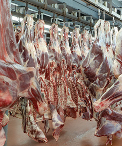 针破碎案例研究肉类加工猪肉de发线钻石链公司缩略图图像